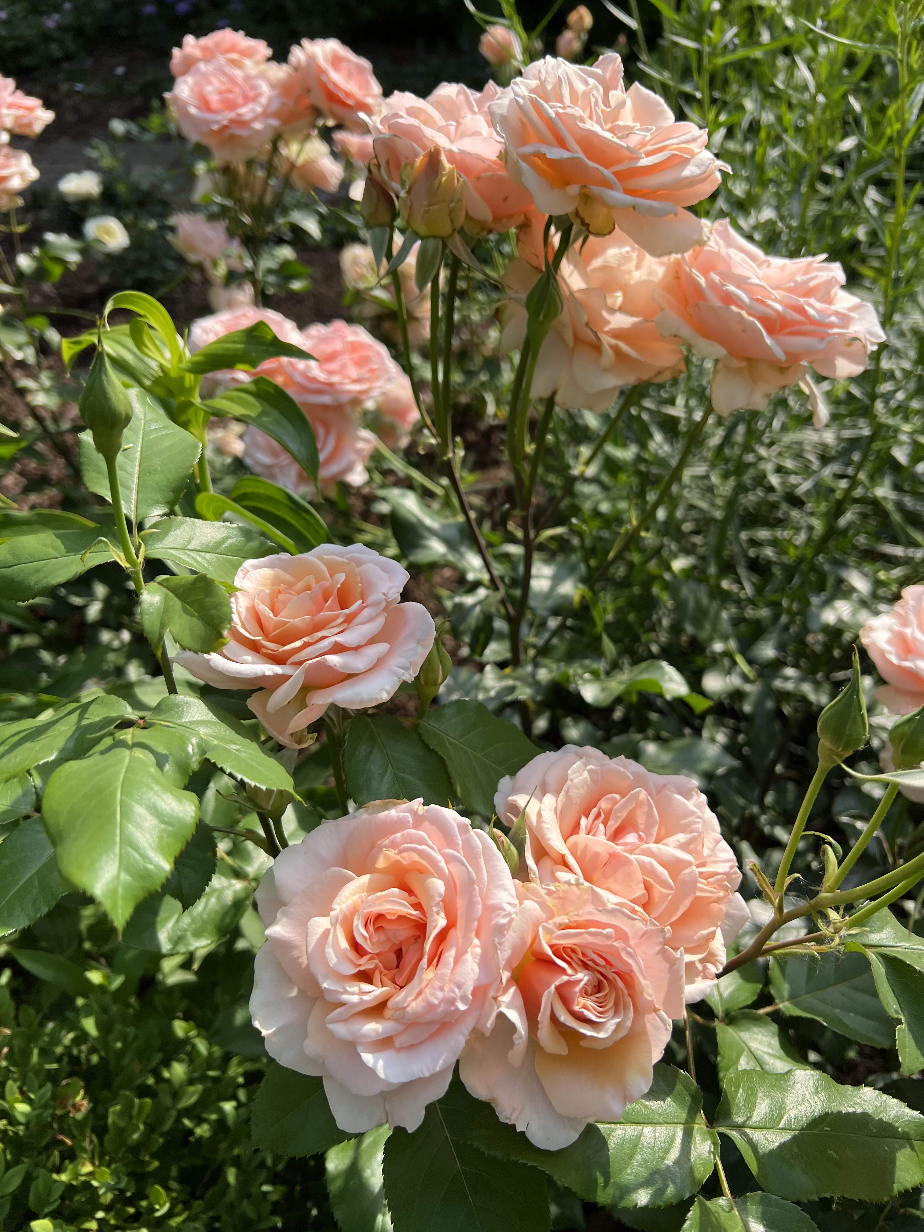 🌹 잉글리시 로즈 가든 (데이비드 오스틴 로지즈) 이미지 9